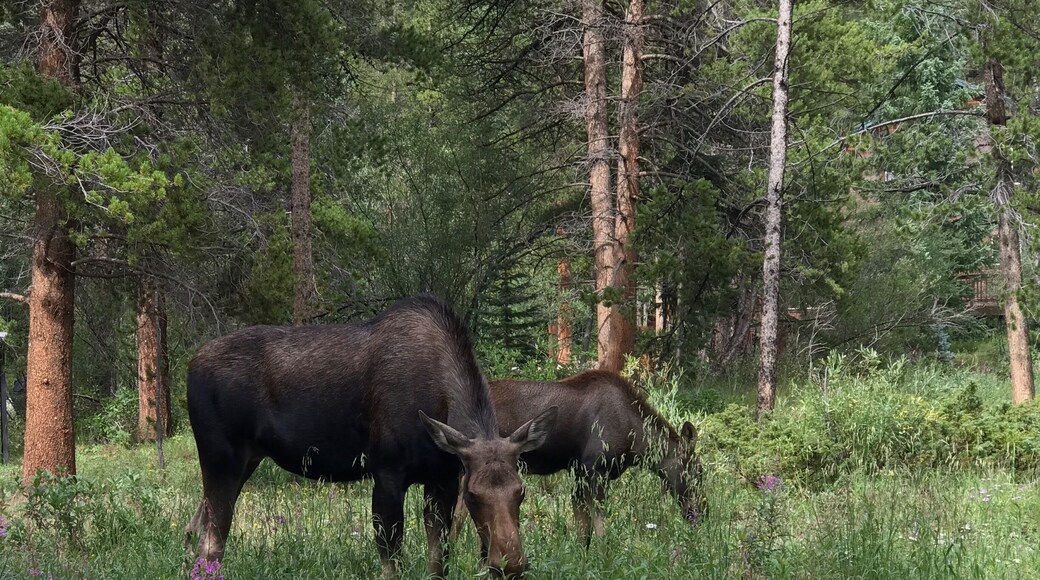 Mom and her calf in the yard...