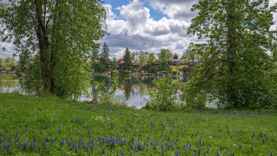 Spring bloom in a public park Oregon.