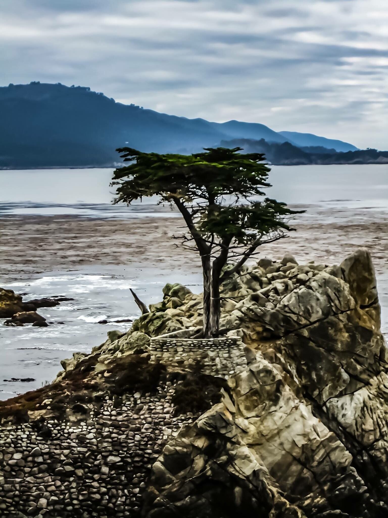 A lone tree on a rocky shore with a calm lake and mountains in the background.