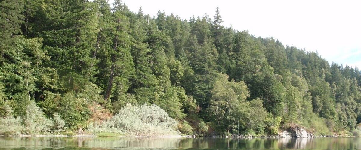 A calm lake surrounded by dense forest.