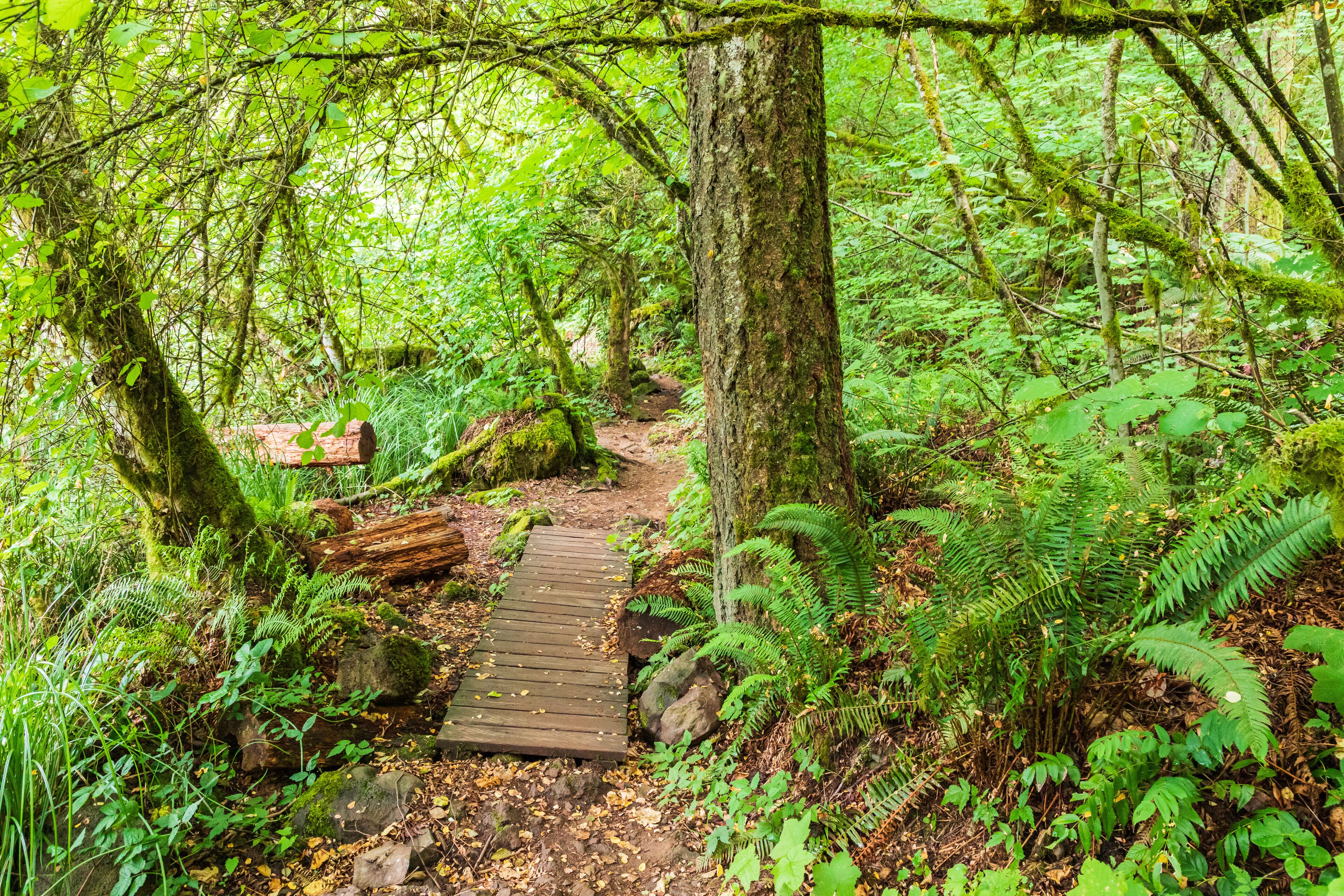 A wooden bridge in a lush forest with ferns and moss-covered trees.
