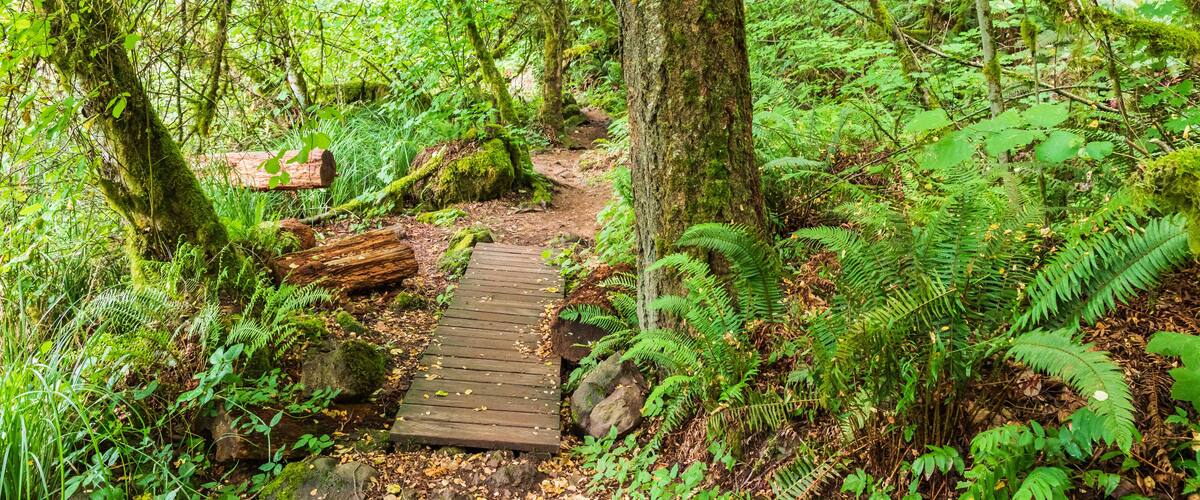 A wooden bridge in a lush forest with ferns and moss-covered trees.