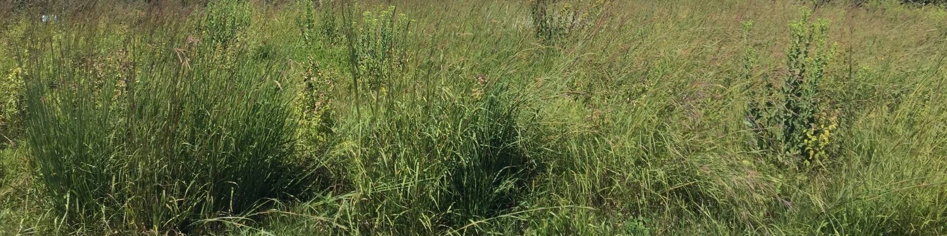 Lovely spot for a walk