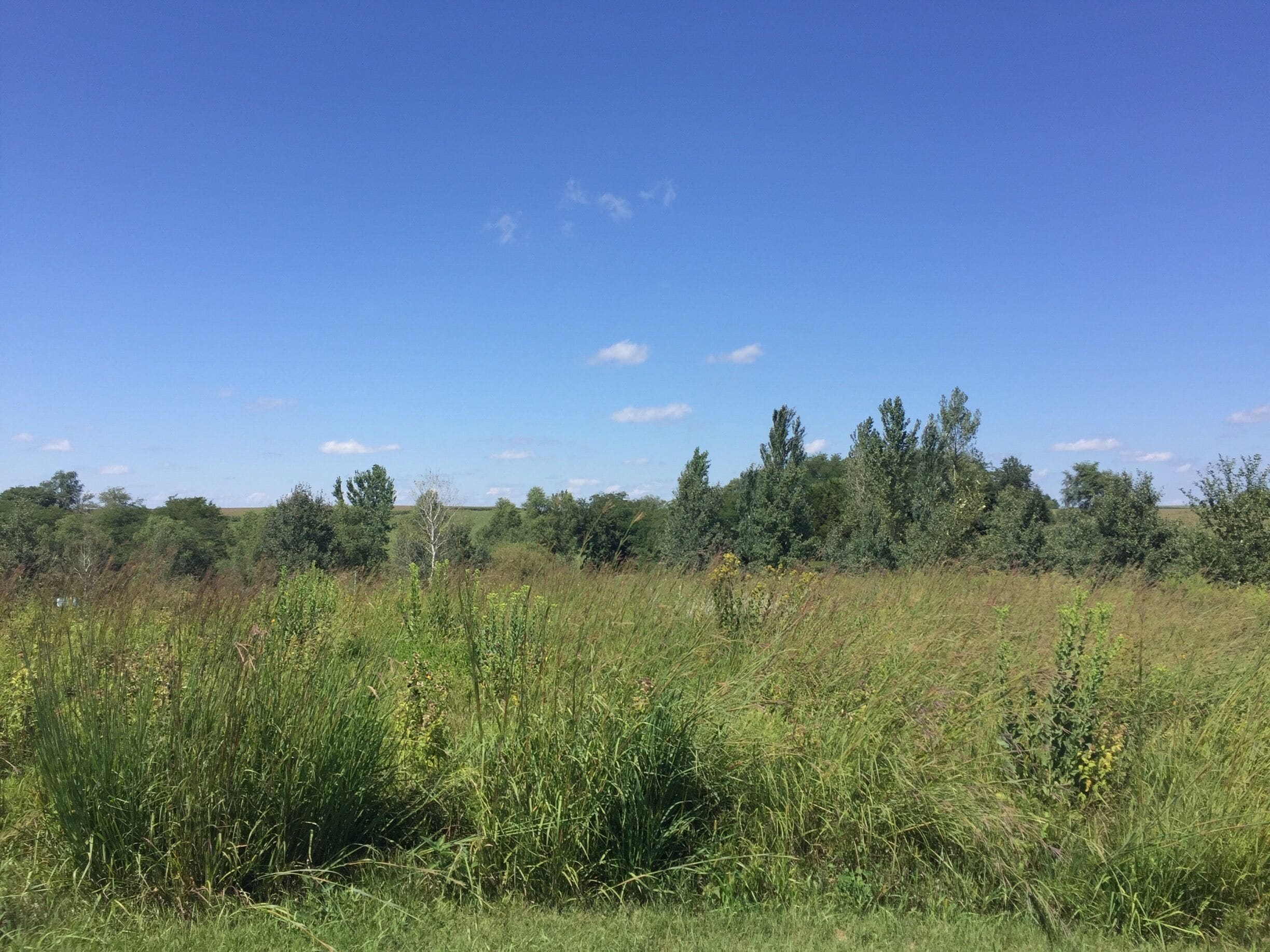 A grassy field with wildflowers and trees under a clear blue sky.