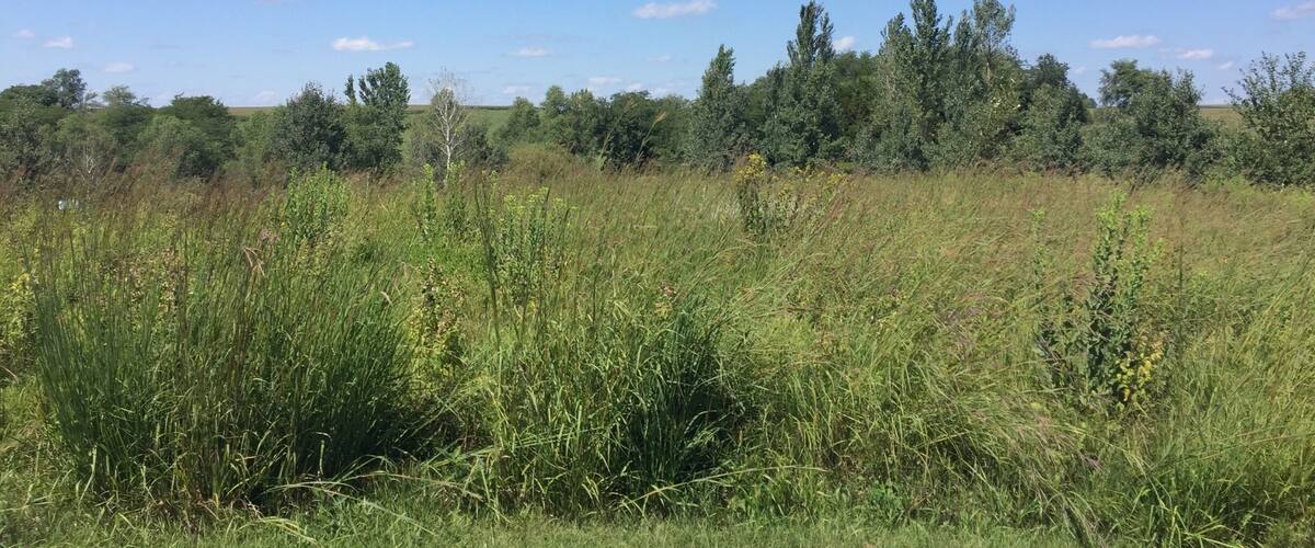A grassy field with wildflowers and trees under a clear blue sky.