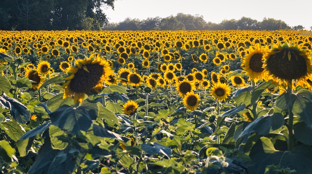 A sunflower field with a person in the foreground.