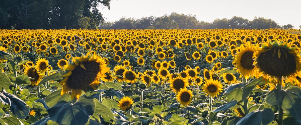 Ein Sonnenblumenfeld mit einer Person im Vordergrund.