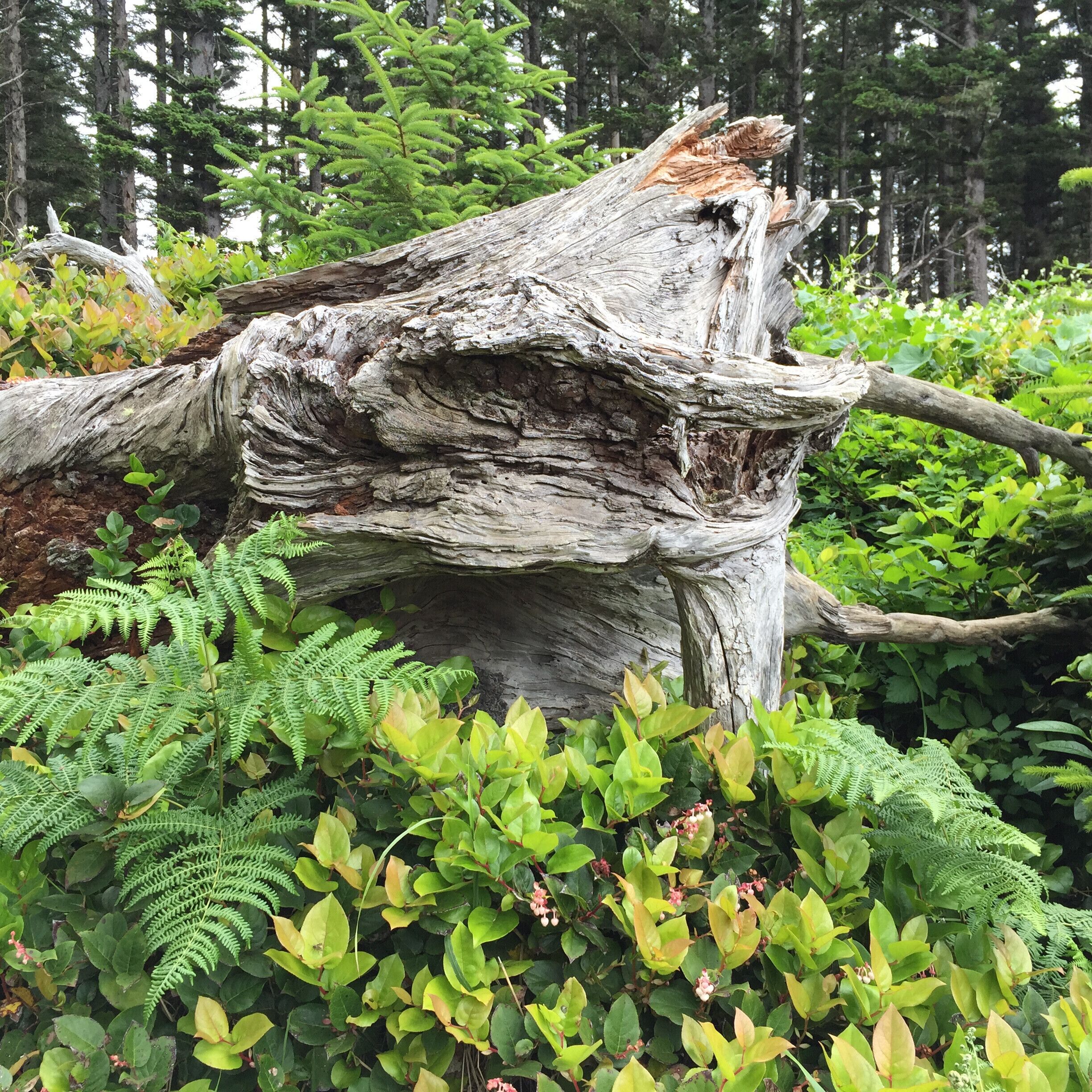 #Green Oregon coast is always green!