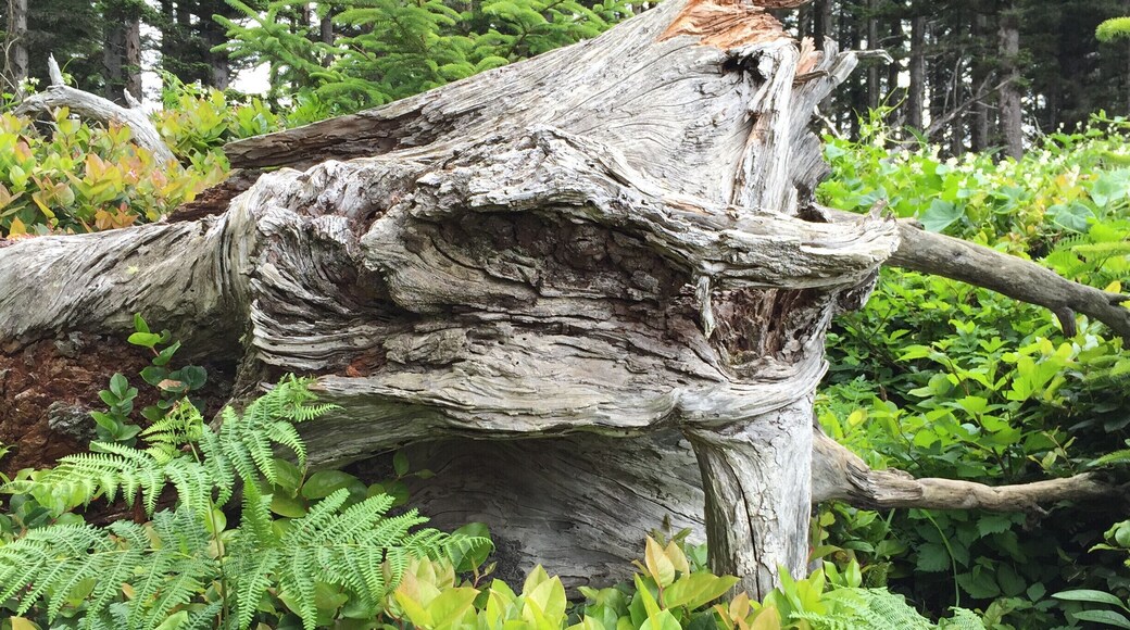 #Green Oregon coast is always green!