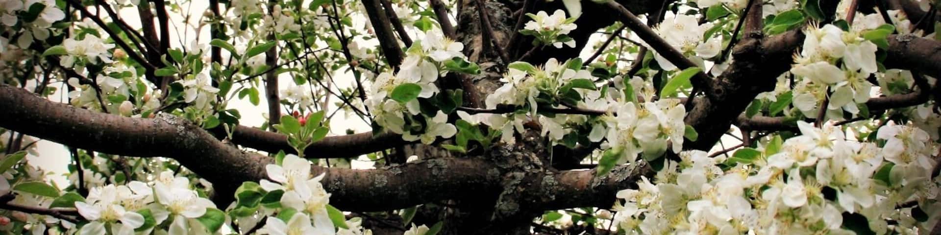 The Blossoms Of Door County.