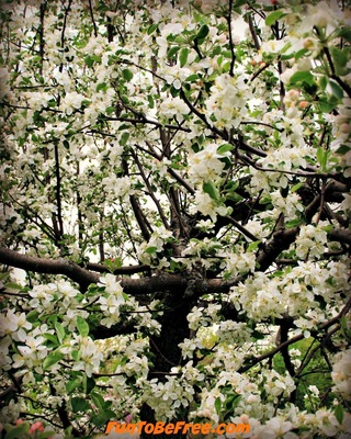 The Blossoms Of Door County.
