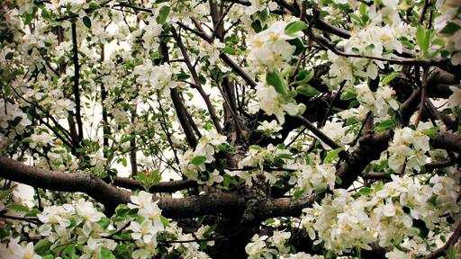 The Blossoms Of Door County.