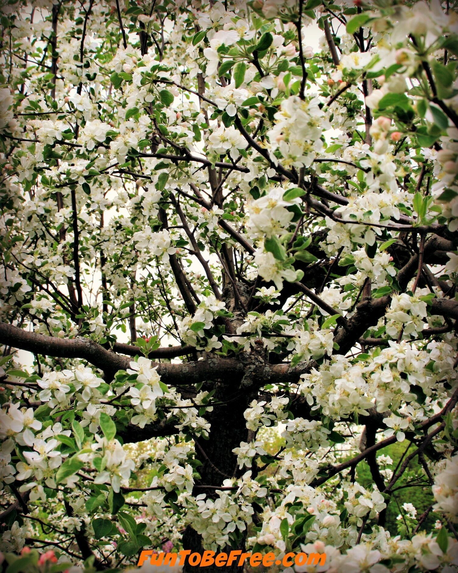 A tree with white blossoms.