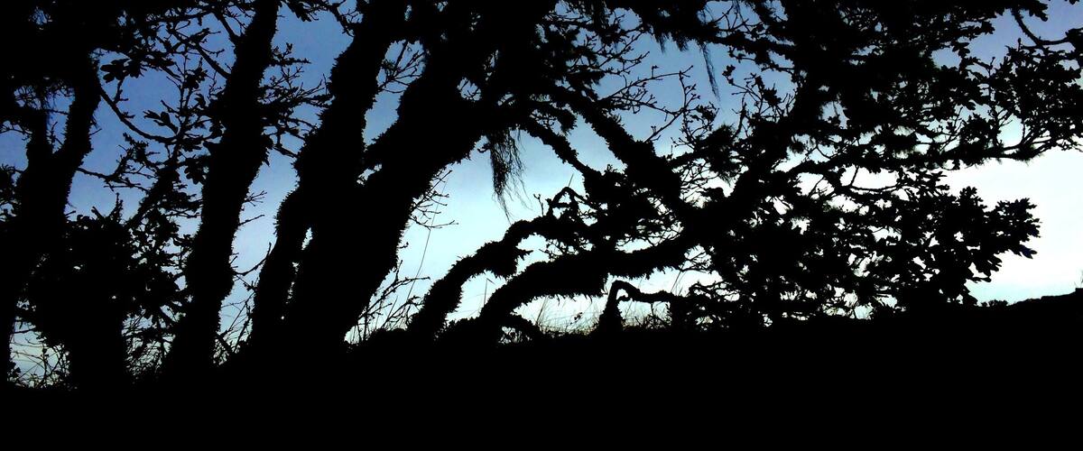 A silhouette of a tree against a clear sky.