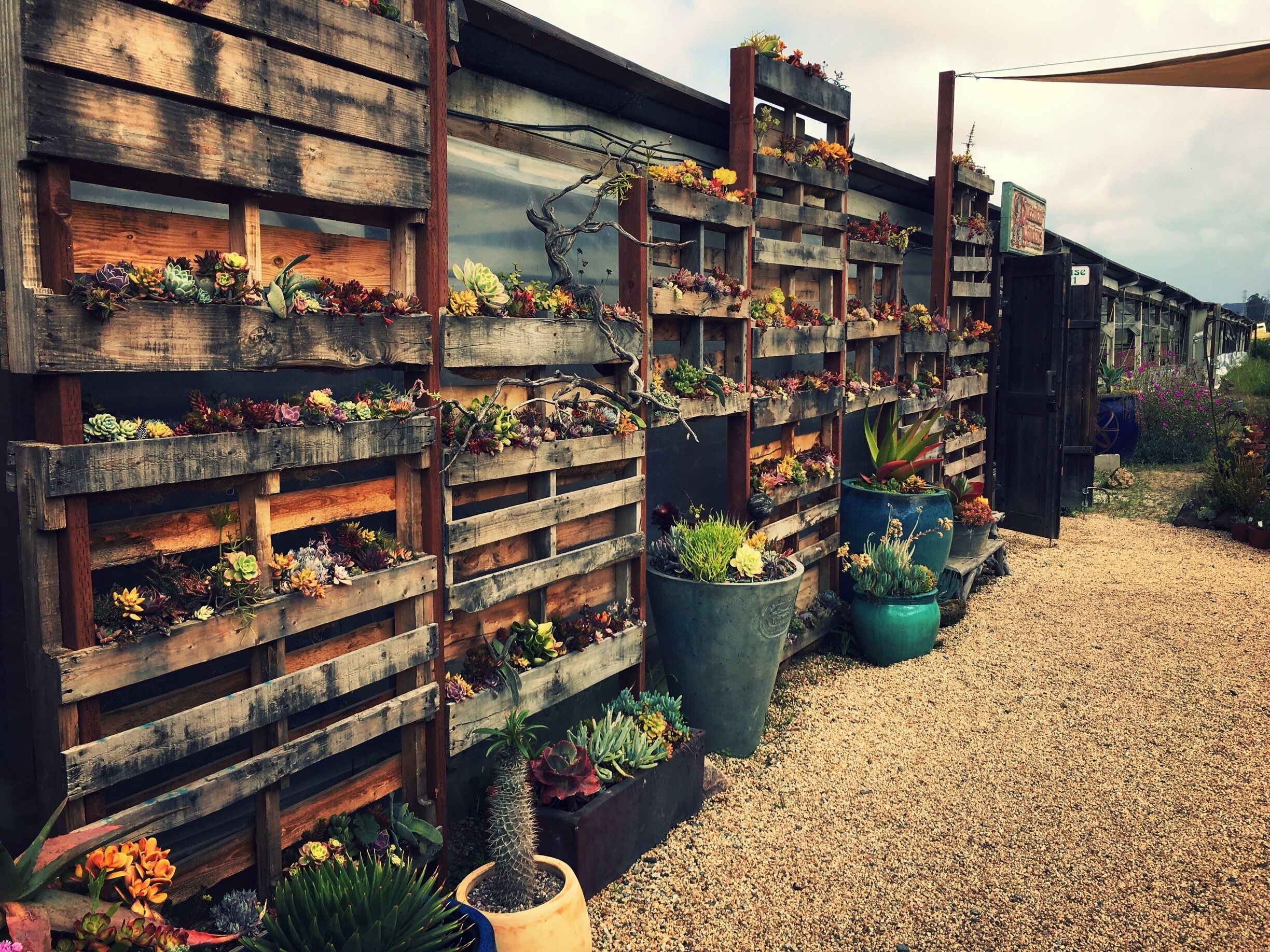 This nursery has seemingly endless rows of succulents for sale. The smallest are $2 and prices go up from there. I love stopping at this place to see what they’re growing and pick out a few odd little plants.