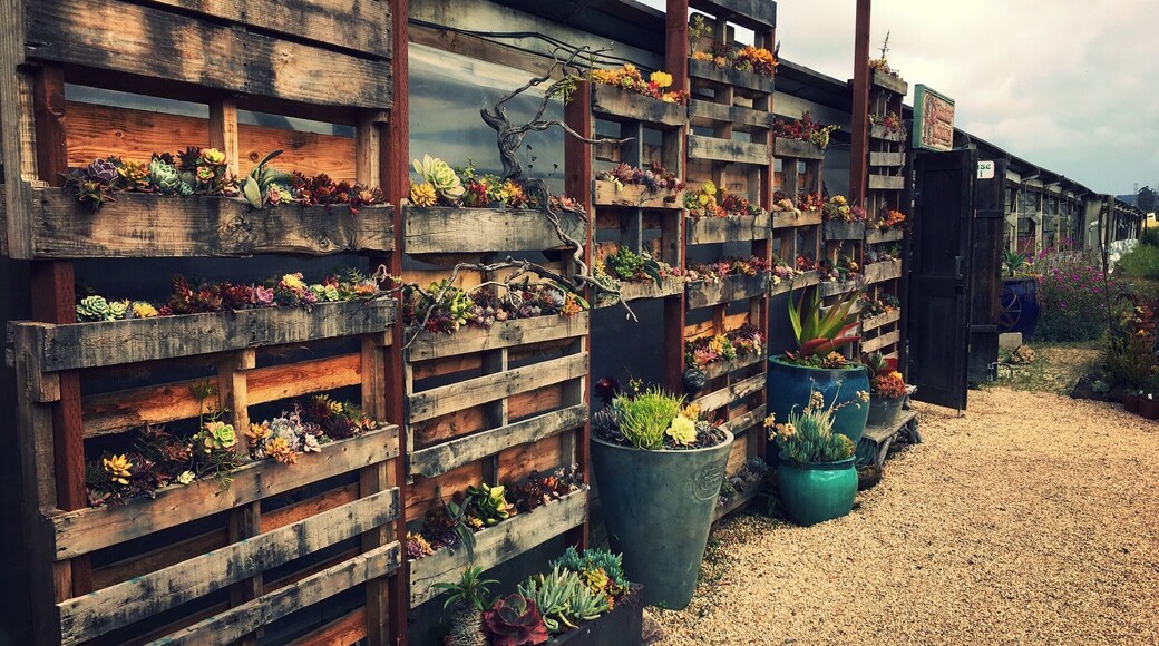 This nursery has seemingly endless rows of succulents for sale. The smallest are $2 and prices go up from there. I love stopping at this place to see what they’re growing and pick out a few odd little plants.