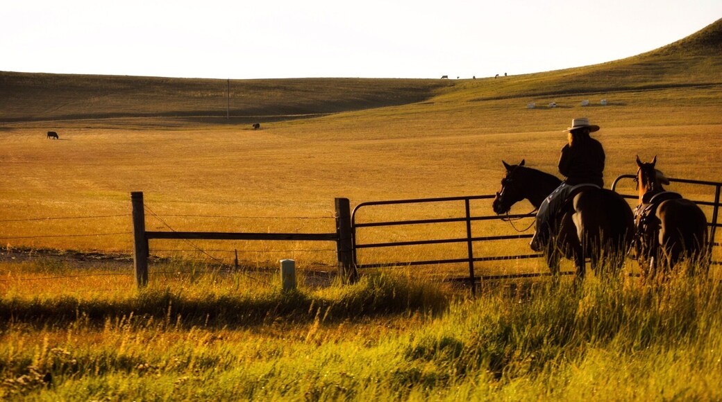 Just another wonderful site when you travel out west. Cowboys minding the cattle in the wee hours, just down from my house. #goldenhour #cowboys