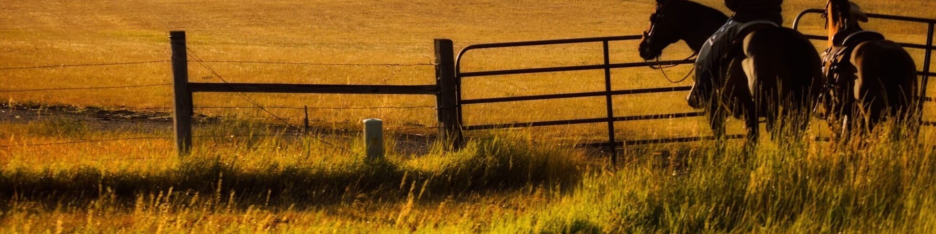 Just another wonderful site when you travel out west. Cowboys minding the cattle in the wee hours, just down from my house. #goldenhour #cowboys