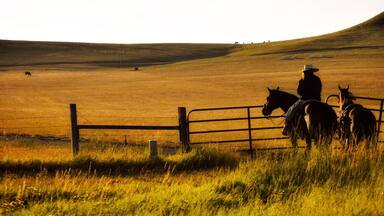 Just another wonderful site when you travel out west. Cowboys minding the cattle in the wee hours, just down from my house. #goldenhour #cowboys