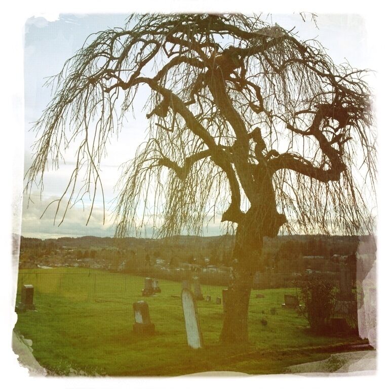 Haunted tree at Cemetery Hill 
