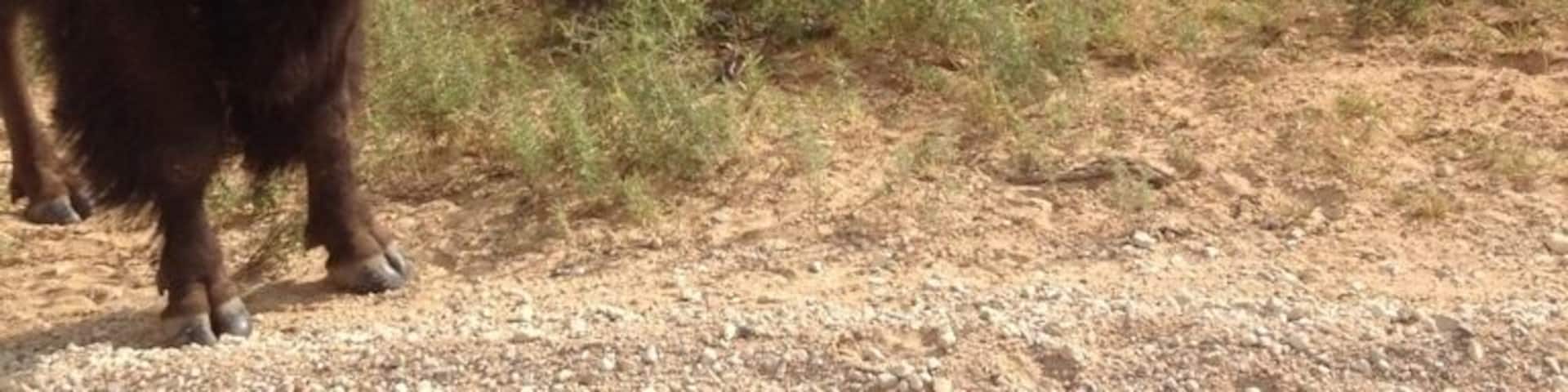 What a wonderful drive this am! This gives all the meaning to "Where the buffalo roam."