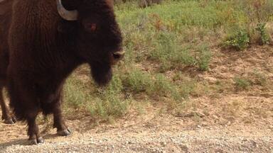 What a wonderful drive this am! This gives all the meaning to "Where the buffalo roam."