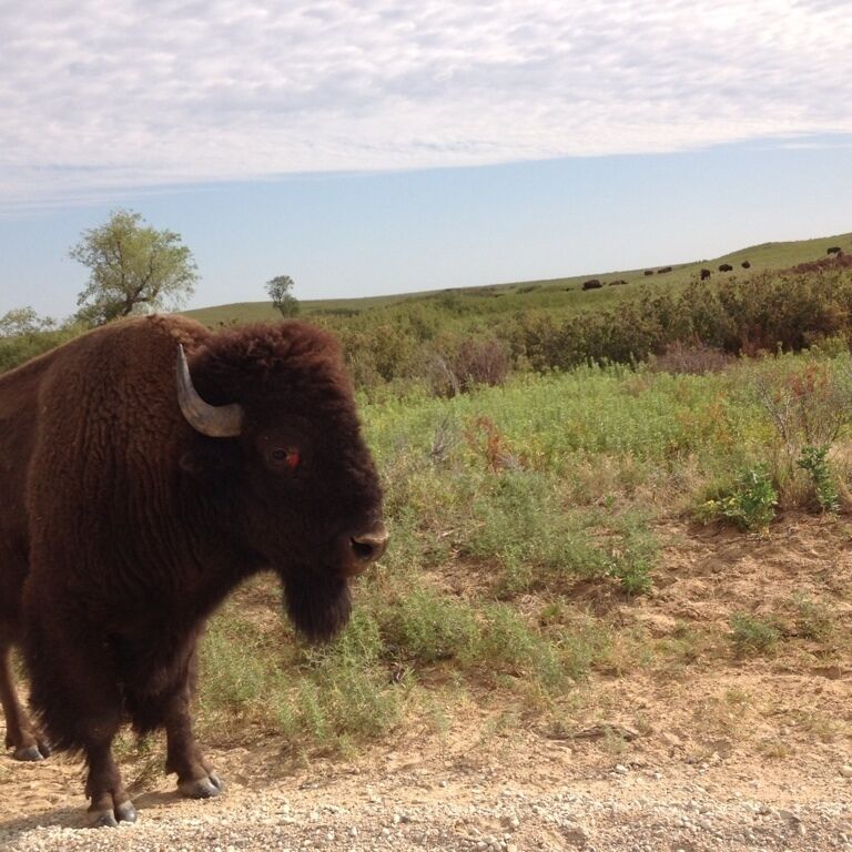 A bison standing on a dirt path with green vegetation and a hilly landscape in the background.