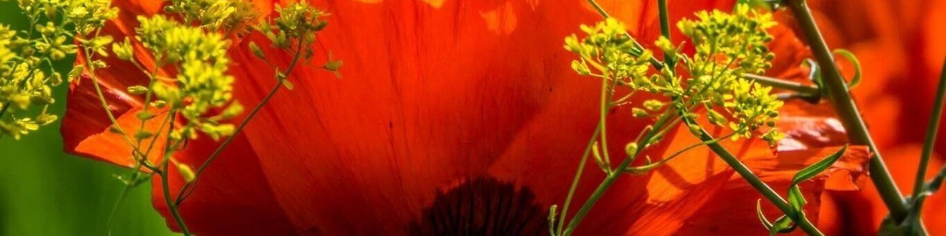 Every year in June this campground in Mantua,Utah, is filled with wild poppies.