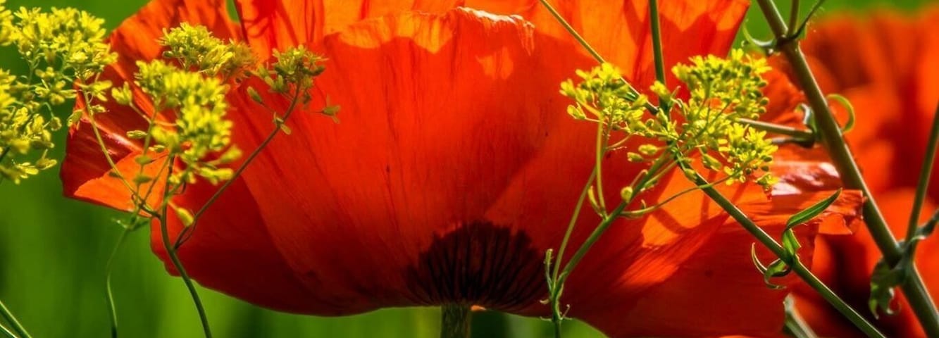 Every year in June this campground in Mantua,Utah, is filled with wild poppies.