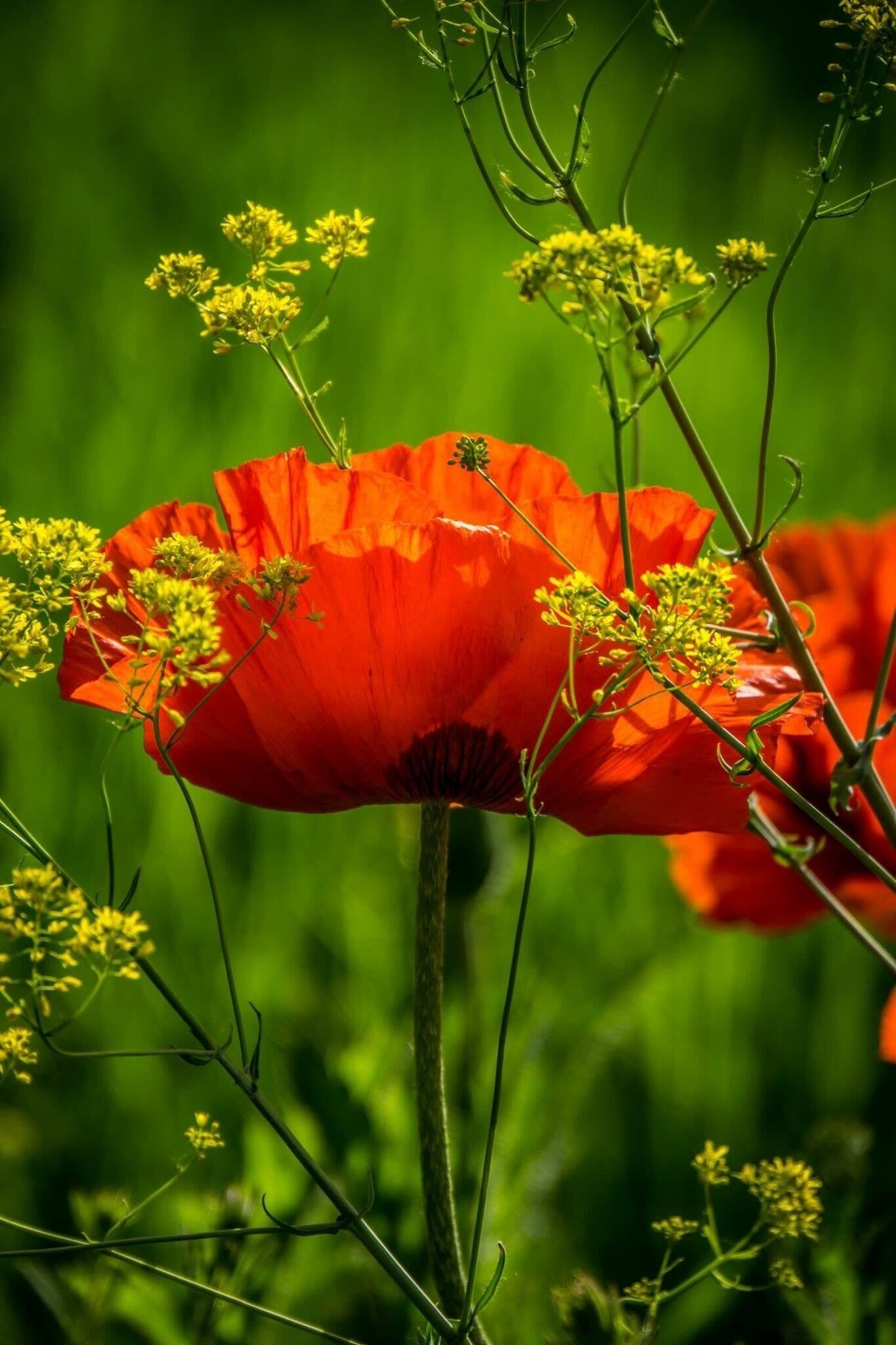 A vibrant red poppy flower with green foliage and yellow flowers in the background.