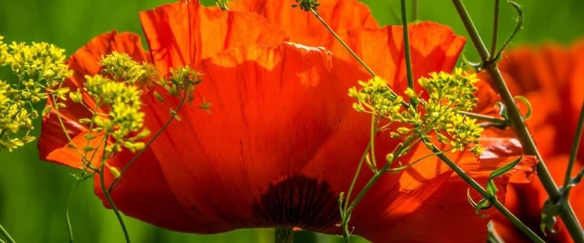A vibrant red poppy flower with green foliage and yellow flowers in the background.