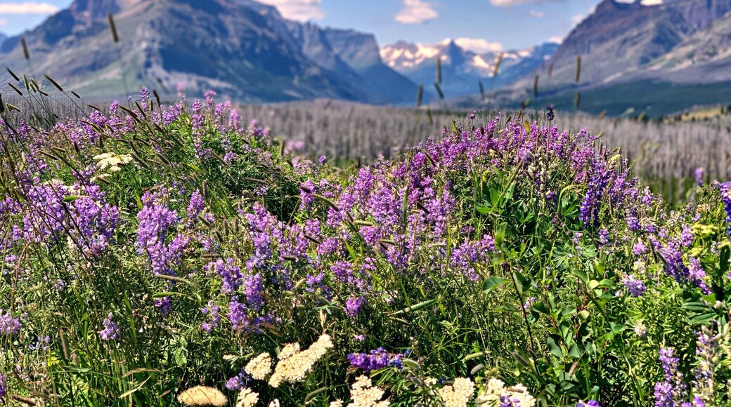 The views from the east side of Glacier National Park are nothing short of spectacular and sure to leave you breathless. #Adventure awaits you at GNP, because there is something for everyone!