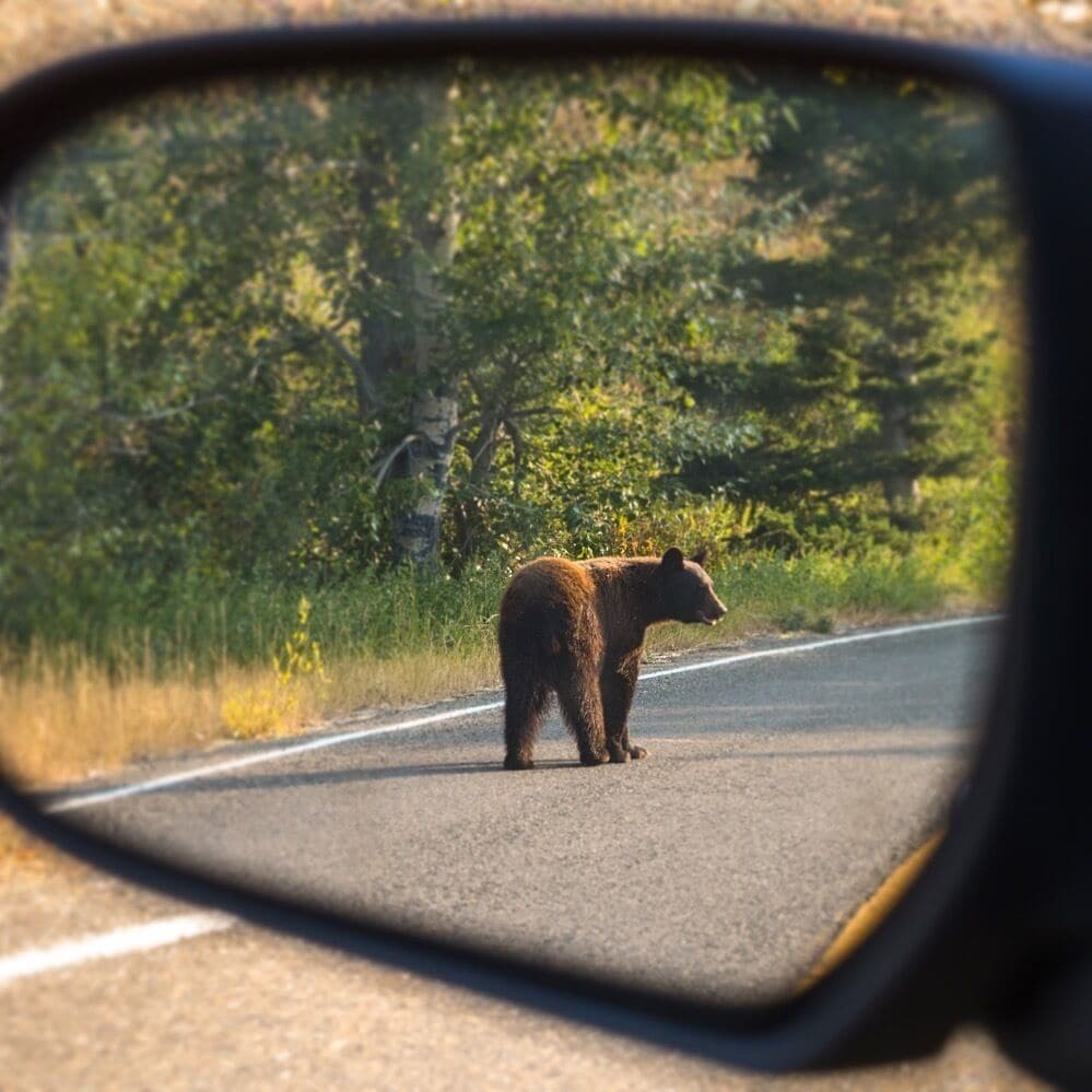 On the way from Kiowa to East Glacier and right above the Two Medicine lake the bear crossed the road... #Wildlife all around you up here!
#ontheroad