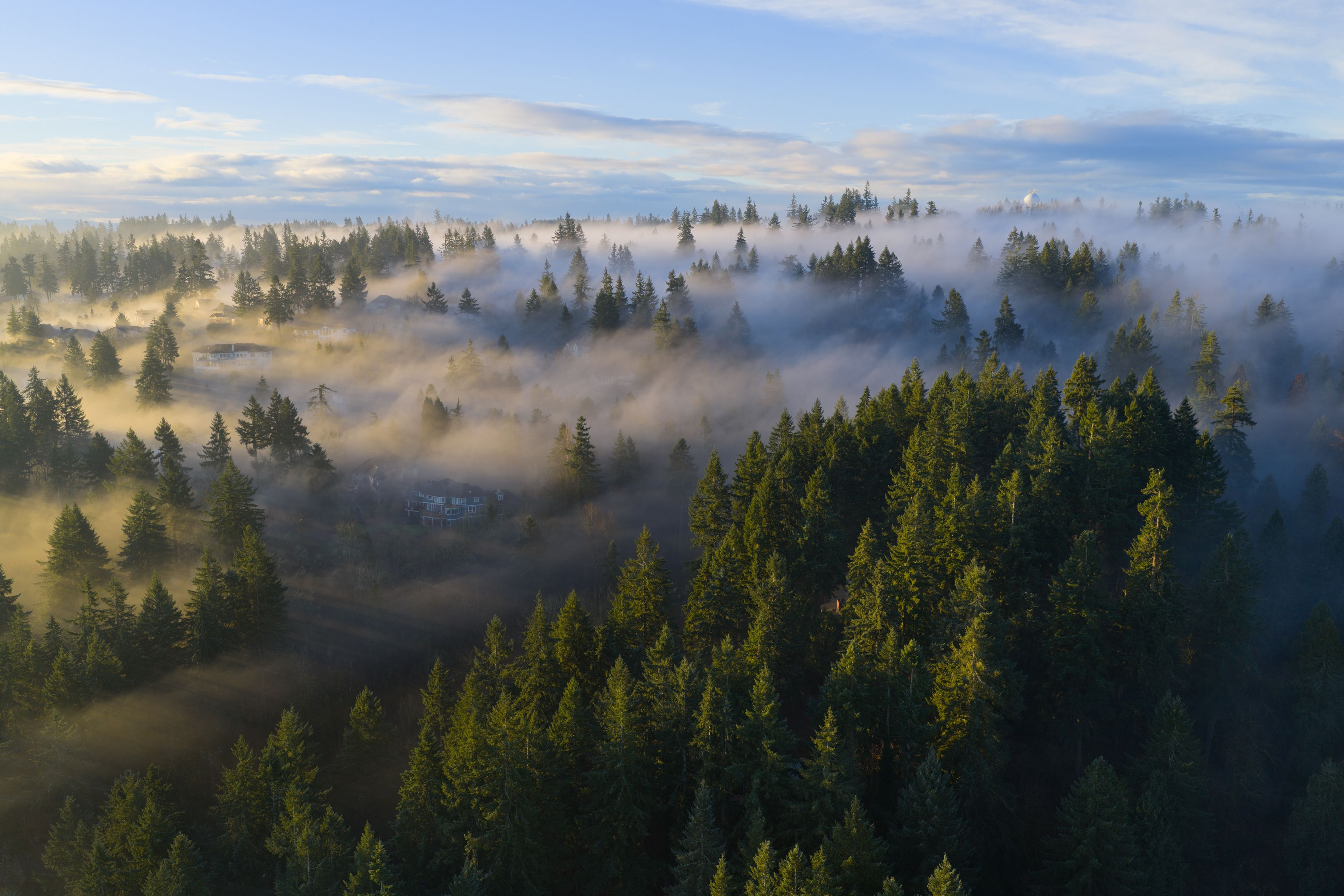 A forested landscape with a house nestled among the trees, partially obscured by fog.