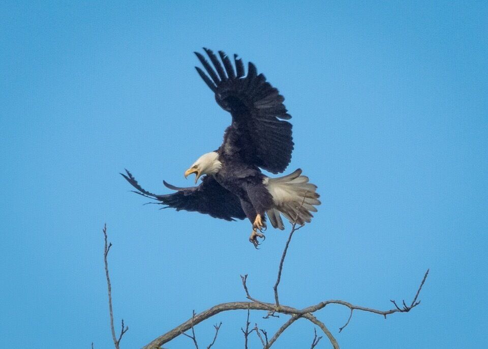 Screeching bald eagle coming in for a landing!  Seen near Tangent Loop.