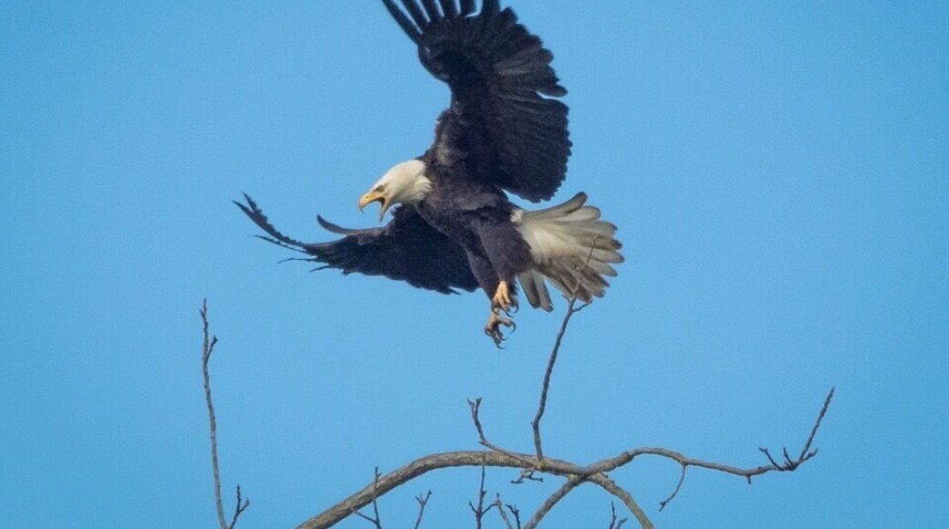 Screeching bald eagle coming in for a landing! Seen near Tangent Loop.