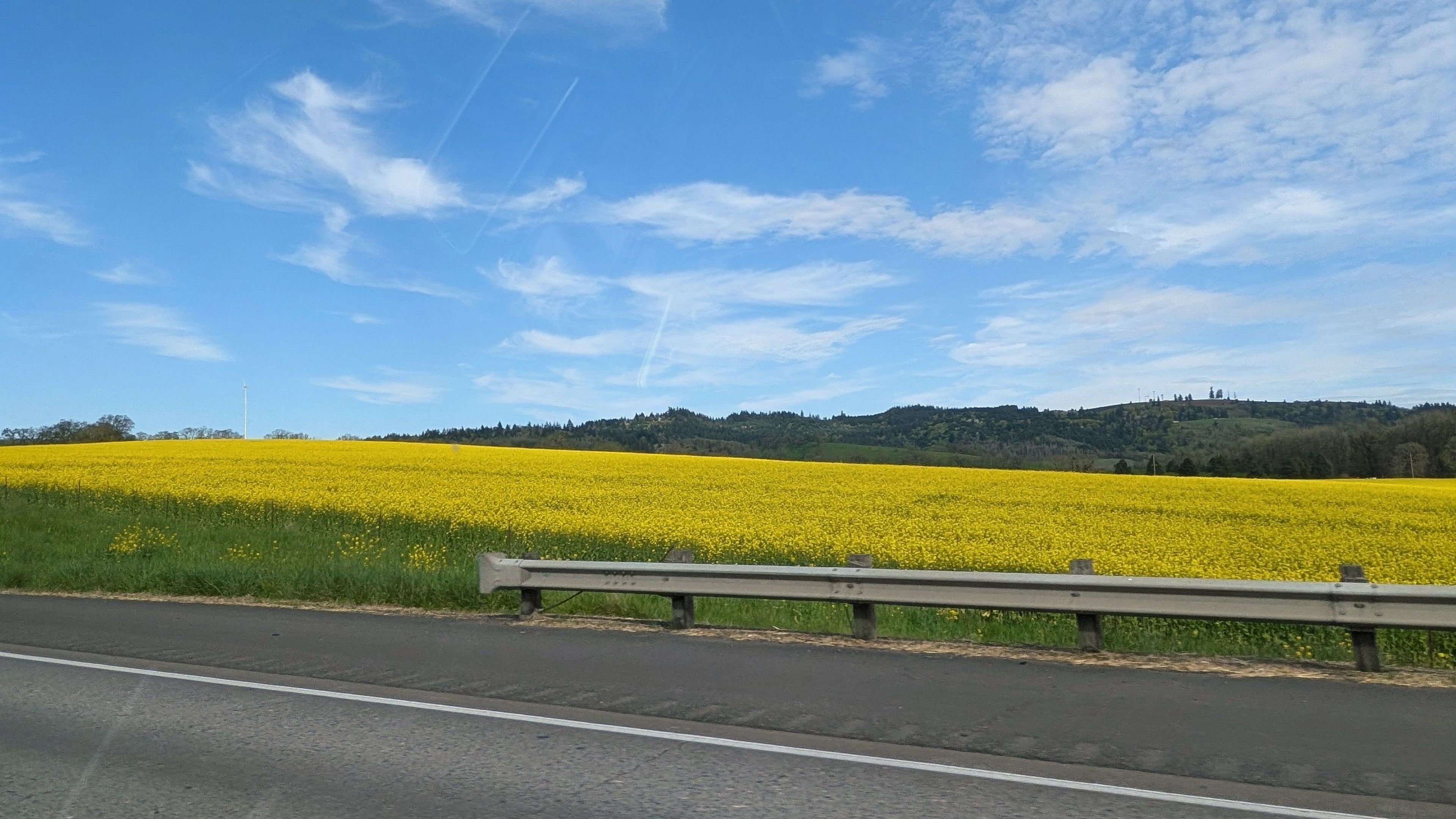 A road with a guardrail, a field of yellow flowers, and a hill with trees in the background.