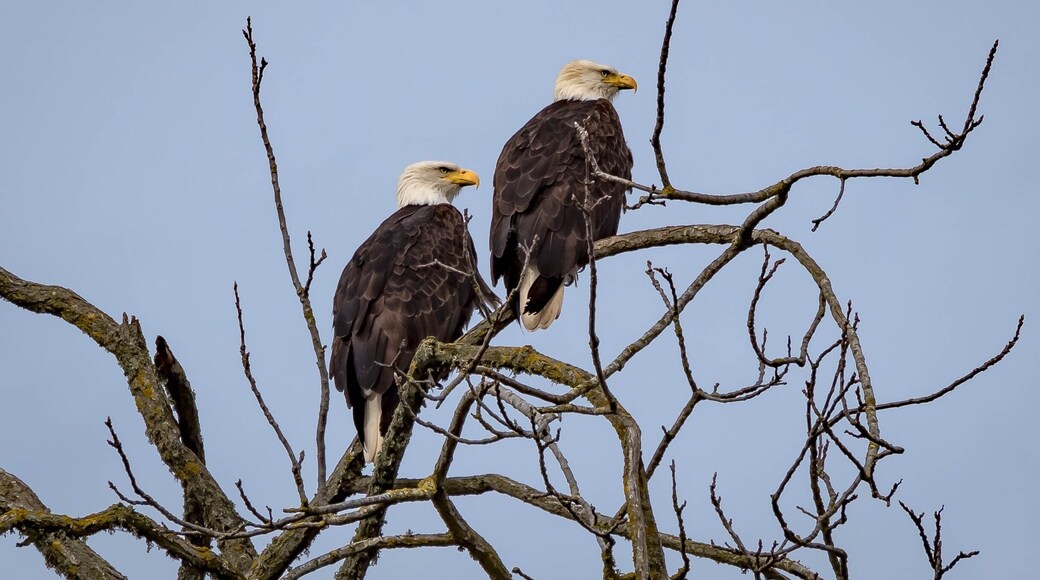 America’s bird, the bald eagle. Seen on Tangent Loop.