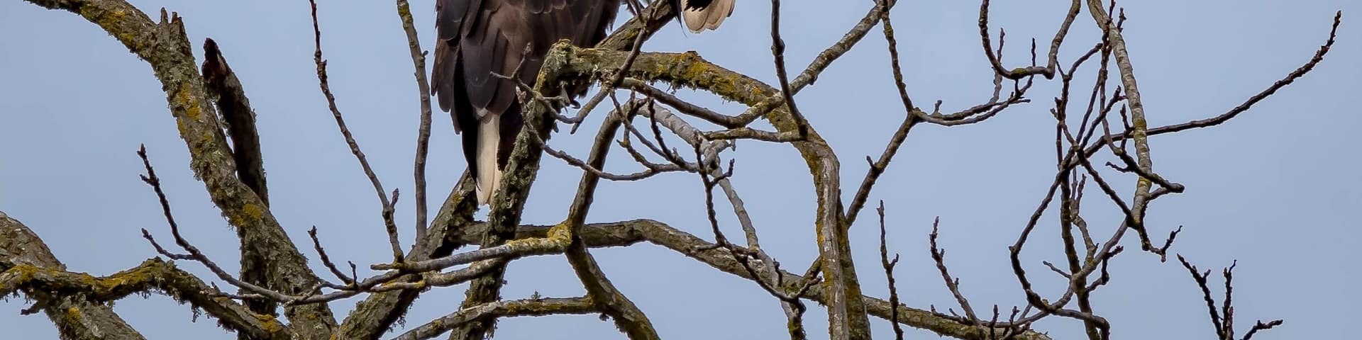 America’s bird, the bald eagle. Seen on Tangent Loop.