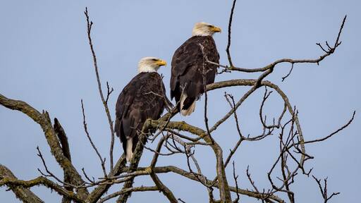 America’s bird, the bald eagle. Seen on Tangent Loop.
