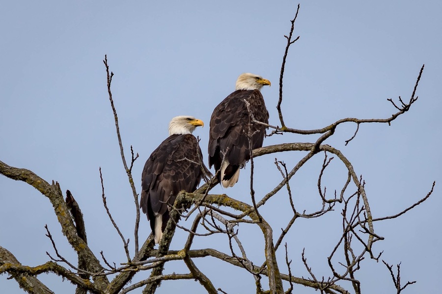 America’s bird, the bald eagle. Seen on Tangent Loop.