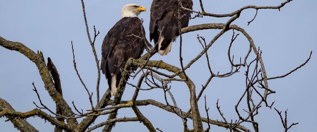 Two bald eagles perched on a tree branch.