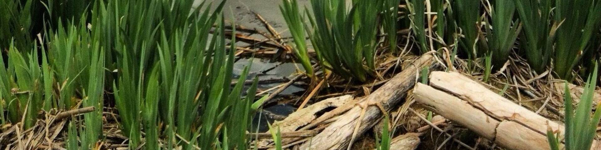 The #weberriver at Ogden bay. I go for a lot of walks here when it's cold out. That's when the Mosquitos aren't so bad. They WILL attach you.