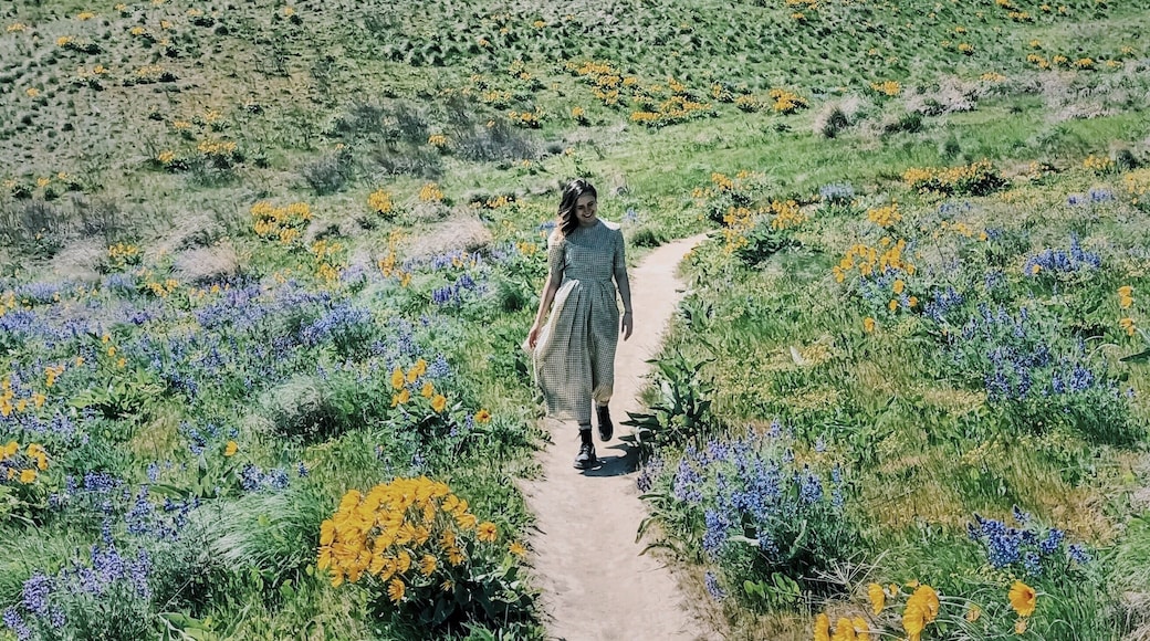 Eastern Washington is blooming! Sage Hills trails in Wenatchee are absolutely stunning this time of year. The hills are covered with wildflowers and the trails are very easy to navigare.
