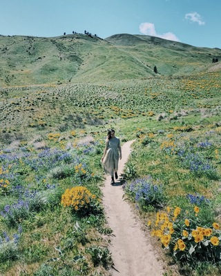 Eastern Washington is blooming! Sage Hills trails in Wenatchee are absolutely stunning this time of year. The hills are covered with wildflowers and the trails are very easy to navigare.