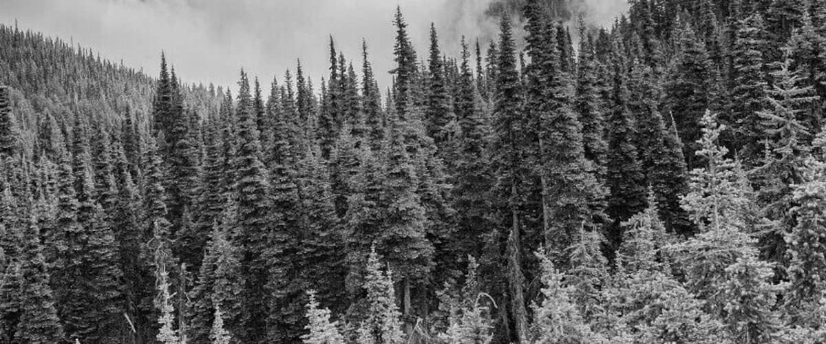 A mountain range with dense forests and clouds at the base.