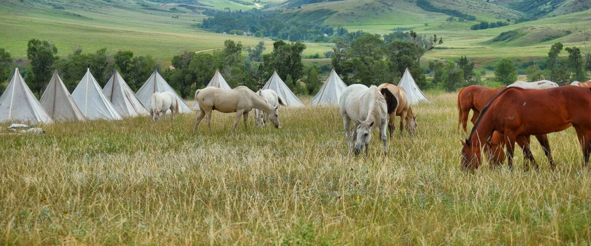 A grassy field with tents and grazing horses.