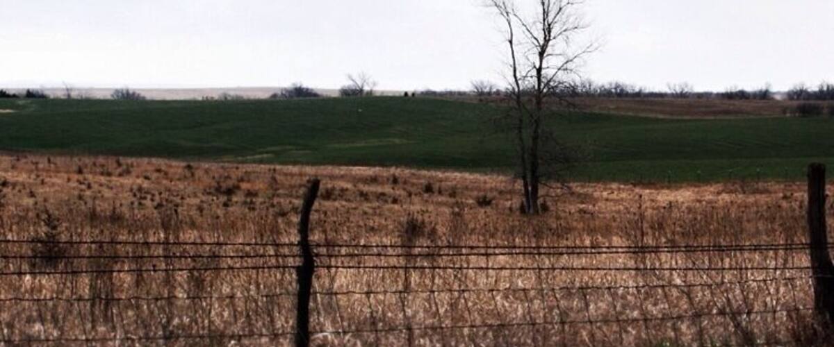 A field with a fence and a leafless tree in the distance.