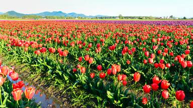 Fields of red and purple tulips in full bloom and clear blue sky at farm in Skagit Valley, Mount Vernon, Washington, US. Mountain, classic barn in horizontal. Springtime, agricultural background.