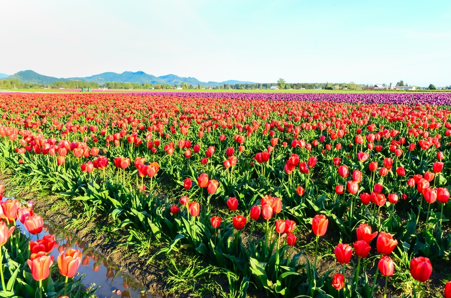 Fields of red and purple tulips in full bloom and clear blue sky at farm in Skagit Valley, Mount Vernon, Washington, US.  Mountain, classic barn in horizontal. Springtime, agricultural  background.